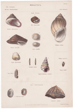 mollusca